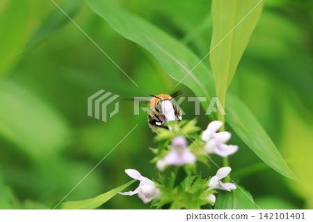 Slender-bodied broad-bodied bee and Japanese stone ④ Slender-bodied broad-bodied bee and Japanese stone ④ 142101401