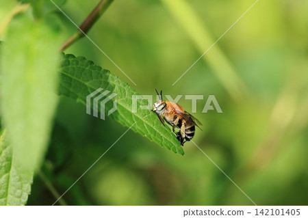 有角的蜜蜂① 有角的蜜蜂① 142101405