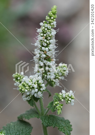 Close-up detail of a vibrant green and white apple mint Mentha suaveolens flowering plant with delicate blossoms in natural light Close-up detail of a vibrant green and white apple mint Mentha suaveolens flowering plant with delicate blossoms in natural light 142101420