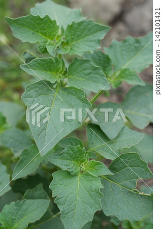 Vibrant Green European black or blackberry nightshade, Solanum nigrum Plant Foliage, Natural Habitat, Close-Up View of Lush Leaves Vibrant Green European black or blackberry nightshade, Solanum nigrum Plant Foliage, Natural Habitat, Close-Up View of Lush Leaves 142101421