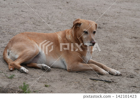 Relaxed Brown Dog Lay on Dirt Ground Outdoors in Natural Setting, Calm Animal Portrait, Canine Companion Relaxed Brown Dog Lay on Dirt Ground Outdoors in Natural Setting, Calm Animal Portrait, Canine Companion 142101423