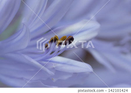 Tranquil purple African lily, Agapanthus africanus bloom with delicate petals and prominent stamens, showcasing nature's artistry Tranquil purple African lily, Agapanthus africanus bloom with delicate petals and prominent stamens, showcasing nature's artistry 142101424