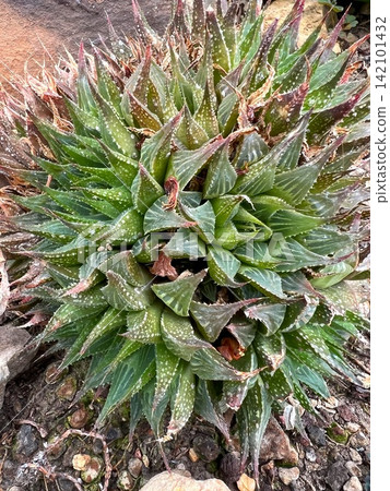 Vibrant Green Succulent Plant with Spiky Leaves and White Spots in Natural Setting Vibrant Green Succulent Plant with Spiky Leaves and White Spots in Natural Setting 142101432