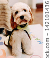 上海的日常生活：可卡犬 Momo-chan 142101436