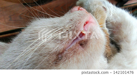 close up of cat sleeping close up of cat sleeping 142101476