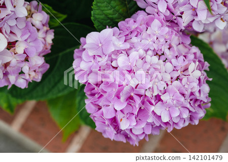 Blooming purple hydrangea flowers creating lush floral background Blooming purple hydrangea flowers creating lush floral background 142101479