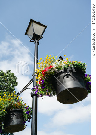 Colorful hanging flower baskets decorating a public park in summer Colorful hanging flower baskets decorating a public park in summer 142101480