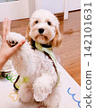 上海的日常生活：可卡犬 Momo-chan 142101631