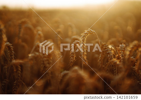 Industrial combine harvester machine reaping gather ripe wheat cereal field meadow on summer day. Industrial combine harvester machine reaping gather ripe wheat cereal field meadow on summer day. 142101659