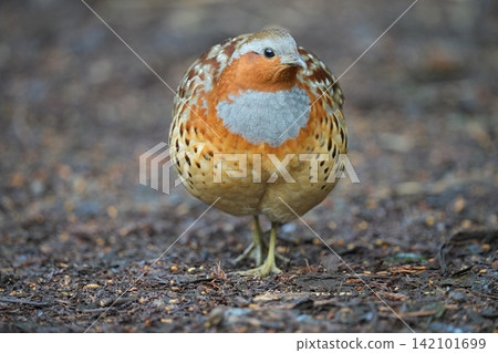 A Japanese francolin that landed on the ground A Japanese francolin that landed on the ground 142101699