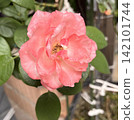 A large, beautifully blooming pink rose (close-up) 142101744