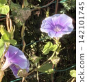 Purple morning glories blooming in the sunlight (vines twining around a net) 142101745