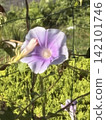 Pale purple morning glory flowers shining in the bright sunlight 142101746