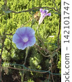 Cool purple morning glories stand out against the green leaves. 142101747