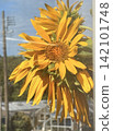 Large sunflowers bathed in blue sky and sunlight 142101748