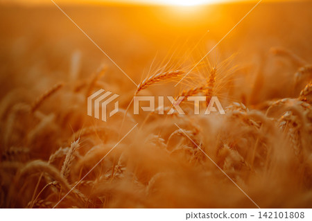 Sunbeams of the setting sun on a golden wheat field. harvest nature growth. Harvesting. Sunbeams of the setting sun on a golden wheat field. harvest nature growth. Harvesting. 142101808