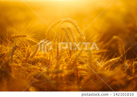 Sunbeams of the setting sun on a golden wheat field. harvest nature growth. Harvesting. Sunbeams of the setting sun on a golden wheat field. harvest nature growth. Harvesting. 142101810