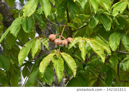 Fruit of Tinon Fruit of Tinon 142101811