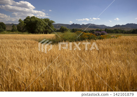 field of ripe yellow wheat field of ripe yellow wheat 142101879