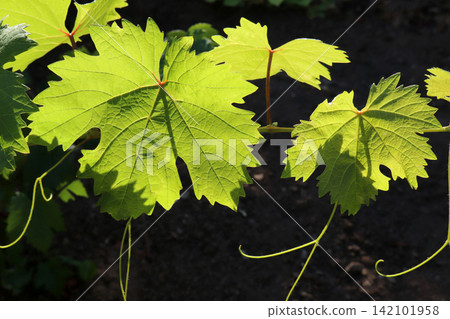 vine leaves shining in the sunlight vine leaves shining in the sunlight 142101958