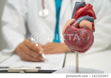 Cardiovascular disease CVD, doctor with heart human model anatomy for treatment patient in hospital. 142102007