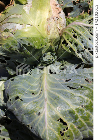 Cabbage field has been damaged by disease. Cabbage field has been damaged by disease. 142102015