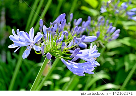 Plant: Agapanthus, Amaryllidaceae family, Saitama City, Saitama Prefecture Plant: Agapanthus, Amaryllidaceae family, Saitama City, Saitama Prefecture 142102171