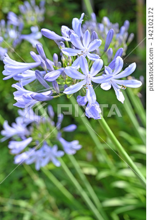 Plant: Agapanthus, Amaryllidaceae family, Saitama City, Saitama Prefecture Plant: Agapanthus, Amaryllidaceae family, Saitama City, Saitama Prefecture 142102172
