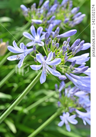 Plant: Agapanthus, Amaryllidaceae family, Saitama City, Saitama Prefecture Plant: Agapanthus, Amaryllidaceae family, Saitama City, Saitama Prefecture 142102174