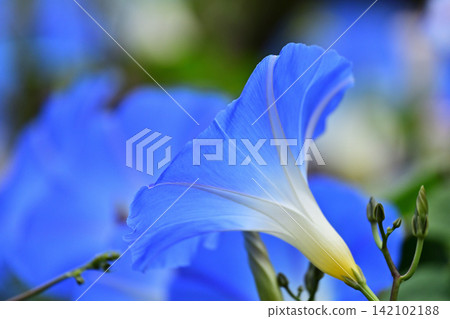 藍色牽牛花 藍色牽牛花 142102188