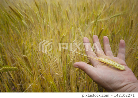 hand of a woman holding wheat in the field hand of a woman holding wheat in the field 142102271
