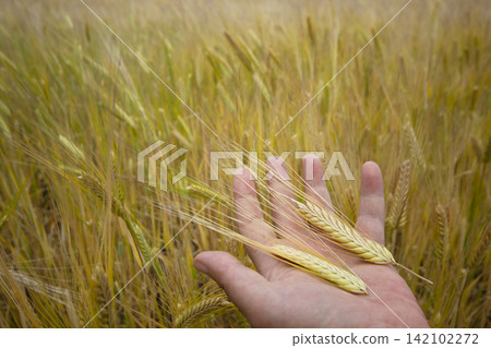 hand of a woman holding wheat in the field hand of a woman holding wheat in the field 142102272