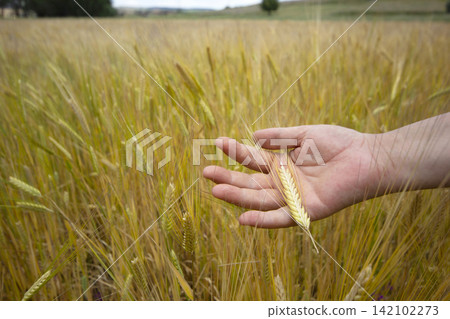 hand of a woman holding wheat in the field hand of a woman holding wheat in the field 142102273