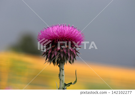Thistle close up. Beautiful purple thistle flower. Thistle close up. Beautiful purple thistle flower. 142102277