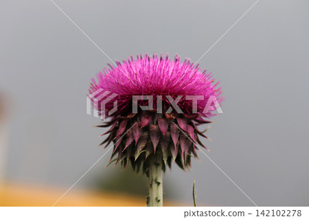 Thistle close up. Beautiful purple thistle flower. Thistle close up. Beautiful purple thistle flower. 142102278