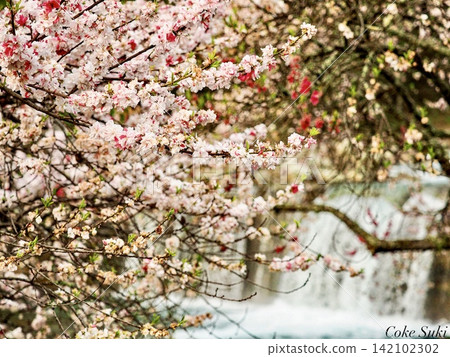 Peach blossoms and flowing water Peach blossoms and flowing water 142102302