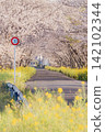 道路和交通標誌上點綴著櫻花樹和油菜花。 142102344