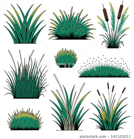This is a set of digital illustrations depicting various clumps of green grass, marsh reeds, and cattails on a white background 142103012