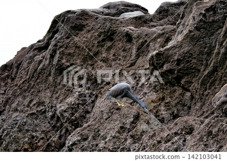 Black herons steal small fish that anglers release as bycatch. Black herons steal small fish that anglers release as bycatch. 142103041