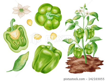 Watercolor green bell pepper botanical collection. Isolated hand drawn sweet pepper plant in soil, whole, halved vegetables, seeds, flower, leaf. For kitchen textiles, packaging, harvest, agriculture Watercolor green bell pepper botanical collection. Isolated hand drawn sweet pepper plant in soil, whole, halved vegetables, seeds, flower, leaf. For kitchen textiles, packaging, harvest, agriculture 142103055