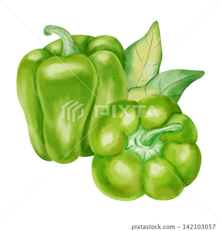 Watercolor illustration, composition with green bell pepper. Hand-drawn whole and cut ripe sweet peppers with fresh green leaves. Suitable for kitchen textiles, packaging, harvest, and agriculture. Watercolor illustration, composition with green bell pepper. Hand-drawn whole and cut ripe sweet peppers with fresh green leaves. Suitable for kitchen textiles, packaging, harvest, and agriculture. 142103057