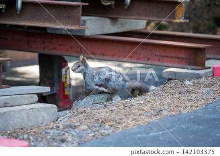 建築工地上的一隻野生蝦夷松鼠 建築工地上的一隻野生蝦夷松鼠 142103375