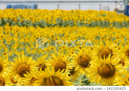 A field of sunflowers in full bloom A field of sunflowers in full bloom 142103425
