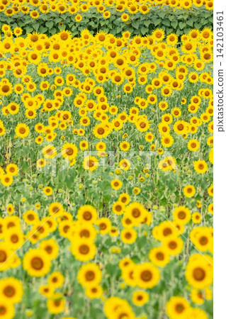 A field of sunflowers in full bloom A field of sunflowers in full bloom 142103461
