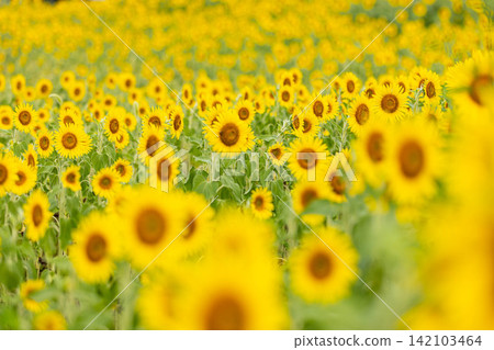A field of sunflowers in full bloom A field of sunflowers in full bloom 142103464