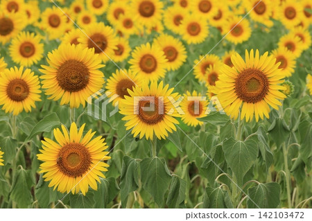A field of sunflowers in full bloom A field of sunflowers in full bloom 142103472