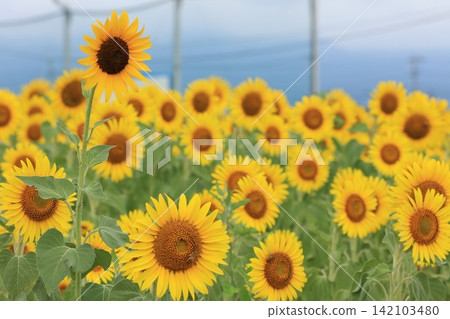 A field of sunflowers in full bloom A field of sunflowers in full bloom 142103480