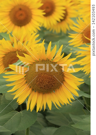 A field of sunflowers in full bloom A field of sunflowers in full bloom 142103493