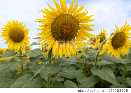 A field of sunflowers in full bloom A field of sunflowers in full bloom 142103566