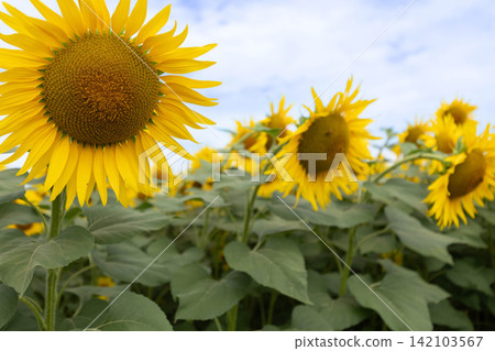 A field of sunflowers in full bloom A field of sunflowers in full bloom 142103567